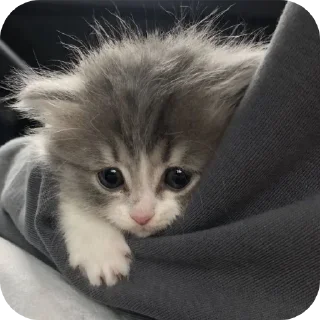 🐱