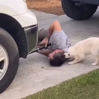 🐩