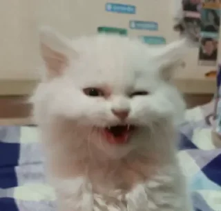 😺