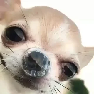 🐶