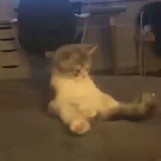 🐈