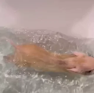 🐷