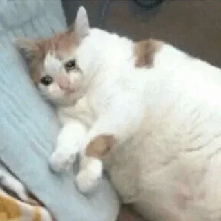🥺