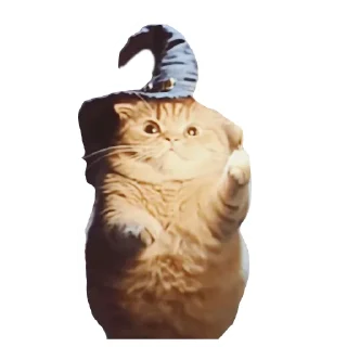🐱