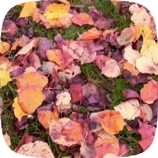 🍁
