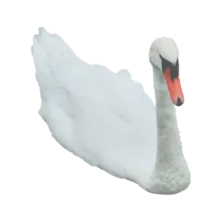 🦢