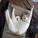 🐱