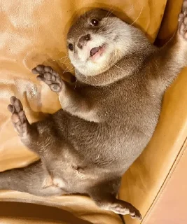 🛋