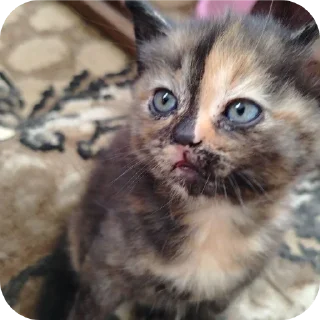 🐱