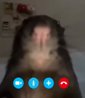 🐭