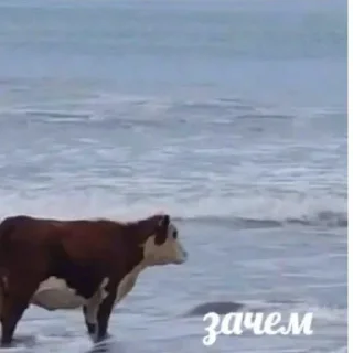 ❔