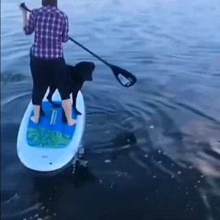 🐩