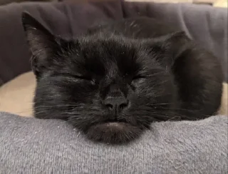 😴