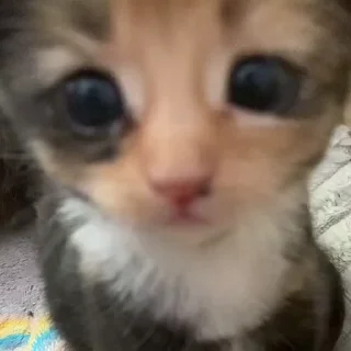 🥺