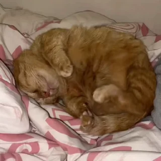 😴