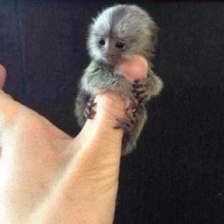 🐒