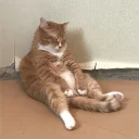 🐱