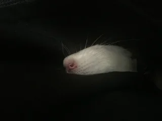 Epic rat :: @fStikBot