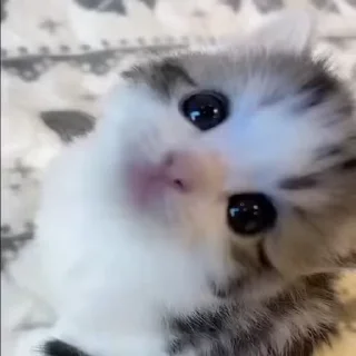🐈