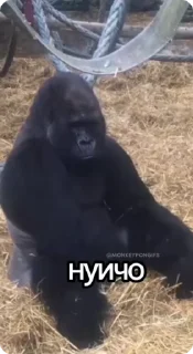 🌟