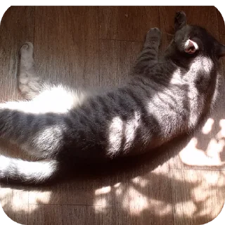 🐱
