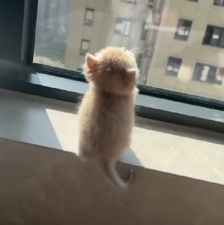 🐱