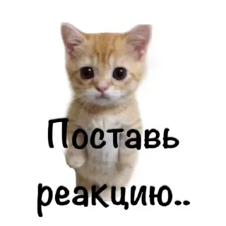 🥺