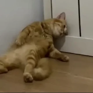 😴