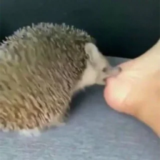🦔