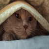 Лола