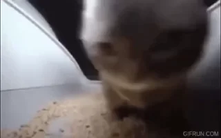 🐈‍⬛