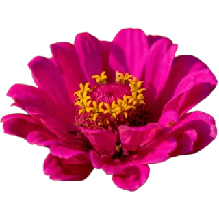🌺