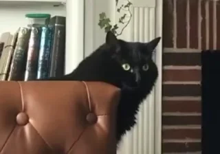 🐈