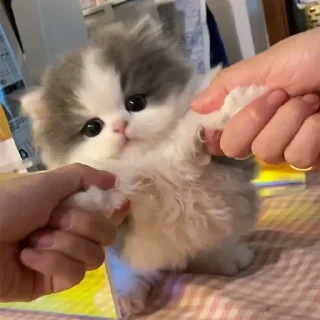 🐈
