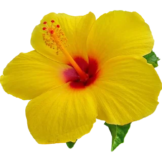 🌺