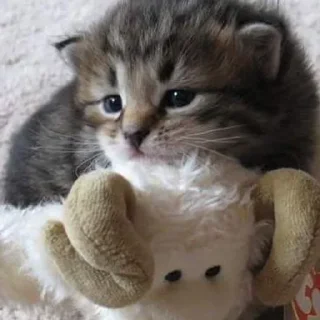 🐾