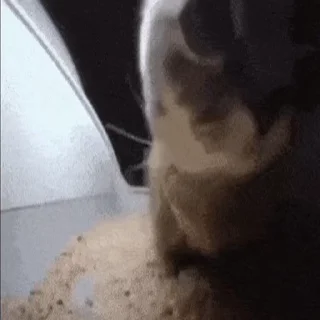 🤩