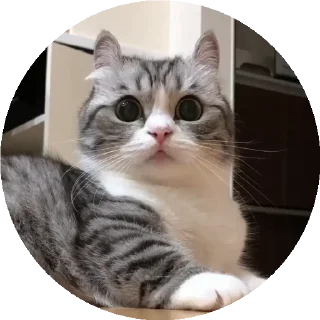 😺