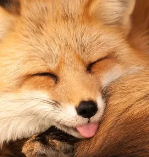 😝