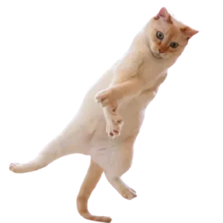 💃