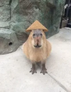 🇨🇳