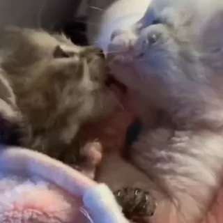 😻