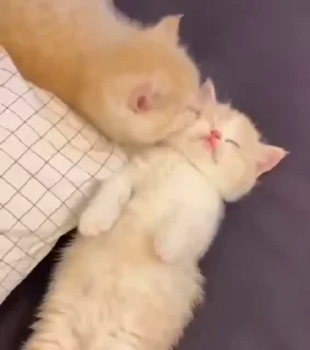 💗