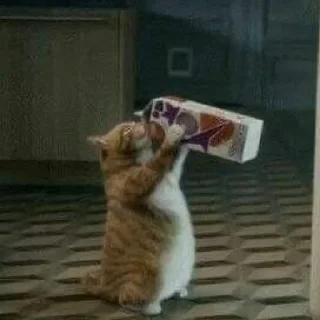 🐈