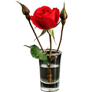 🌹