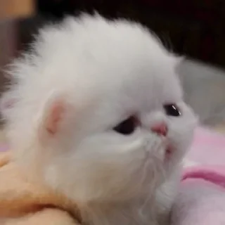 🥺