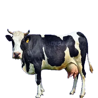 🐄