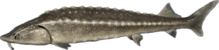 🐟