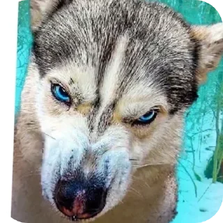 🤬