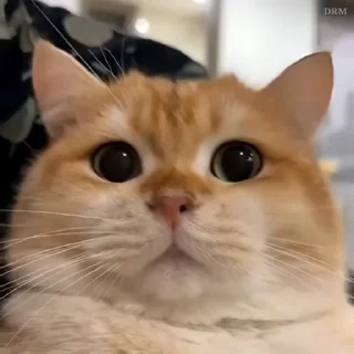 🐾